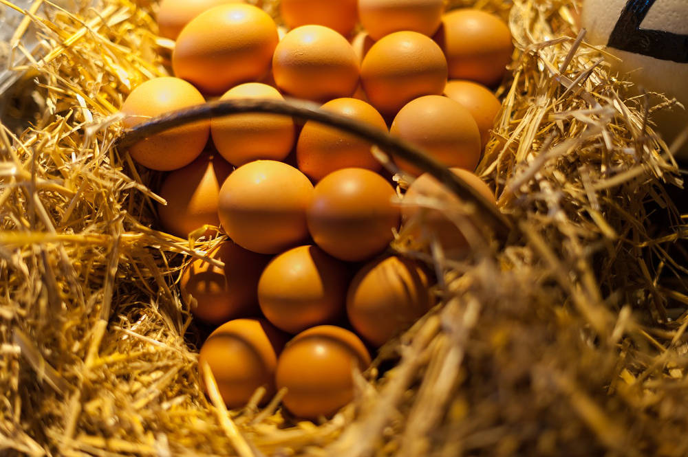 Haier's quest for the perfect egg