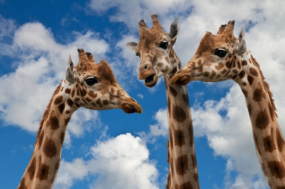 Are you a jackal or a giraffe?