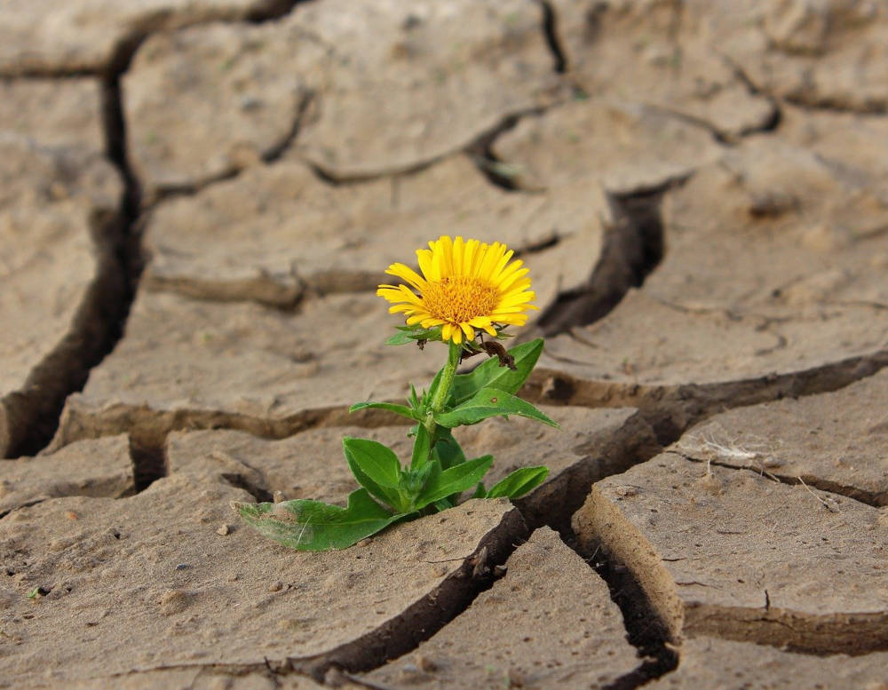 Building resilience: from fear to growth