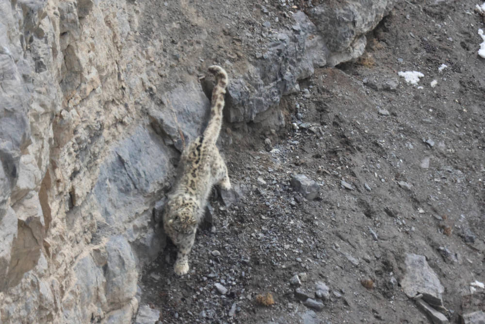 FF Life: On the trail of the snow leopard