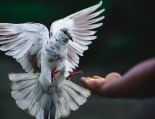 FF Daily #526: Doves vs hawks