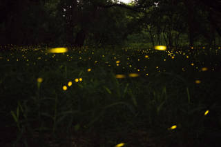 India@75: A nation of fireflies